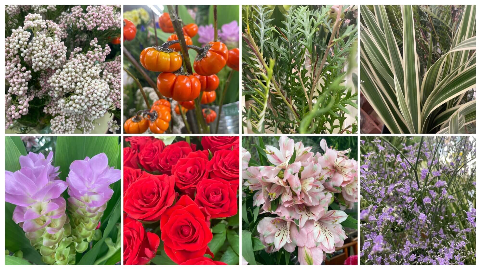 ソラナムパンプキン　グレビレア・アイバンホー