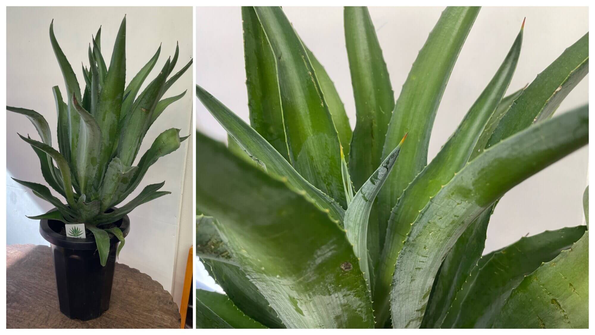 アガベ・ベネズエラ