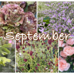 ９月の花屋ブログ〜花の仕入れ、敬老の日など〜