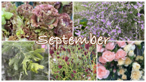 ９月の花屋ブログ〜花の仕入れ、敬老の日など〜