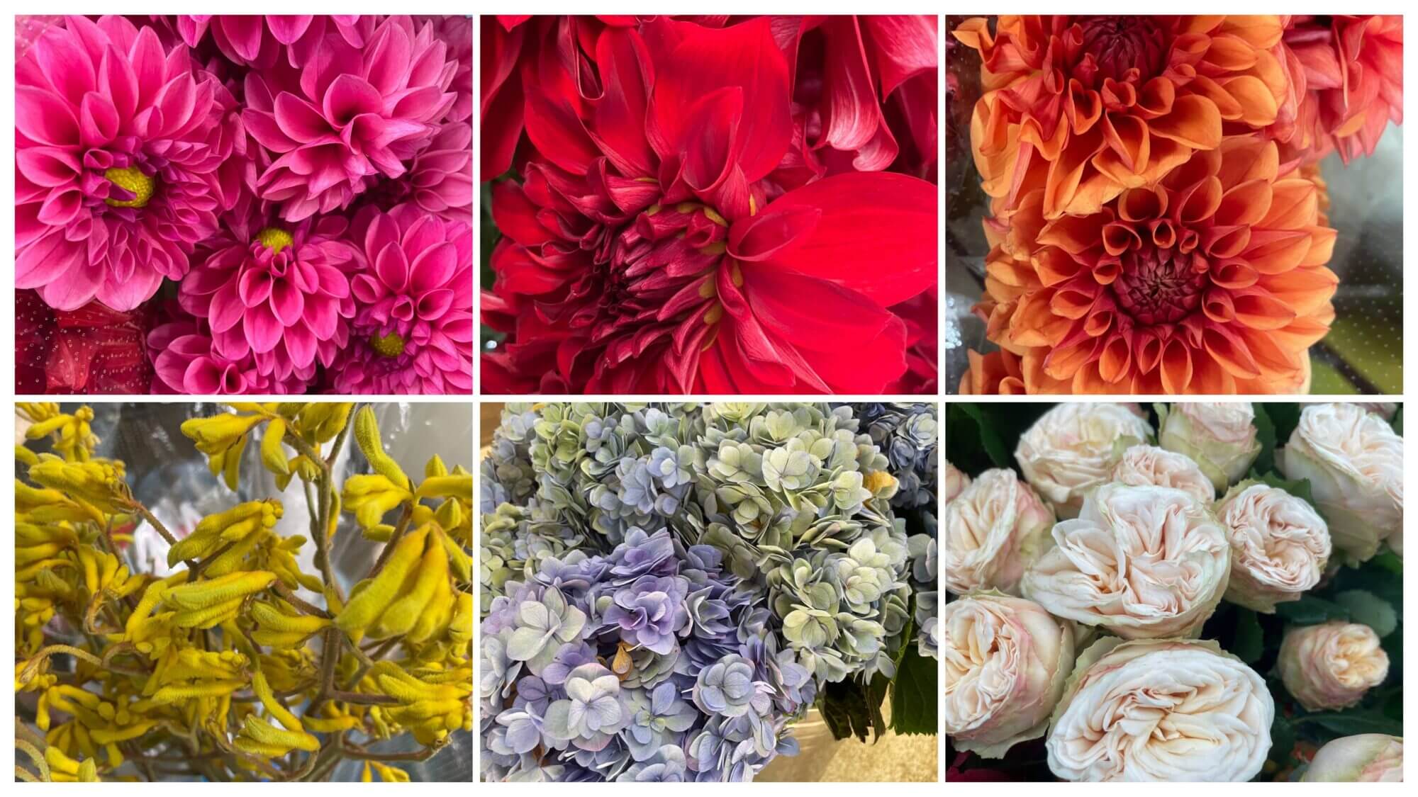 バラ　ジェントルトレンドセッター