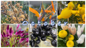 １０月の花屋ブログ〜花の仕入れ、ハロウィンなど〜