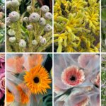 １１月の花屋ブログ〜花の仕入れ、文化祭、いい夫婦の日（11月22日）など〜