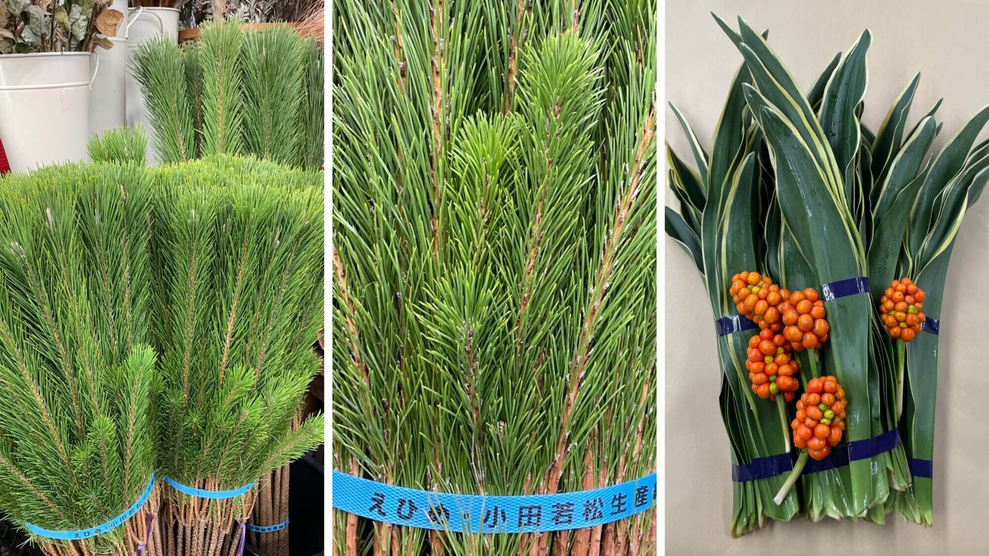 若松 万年青 正月