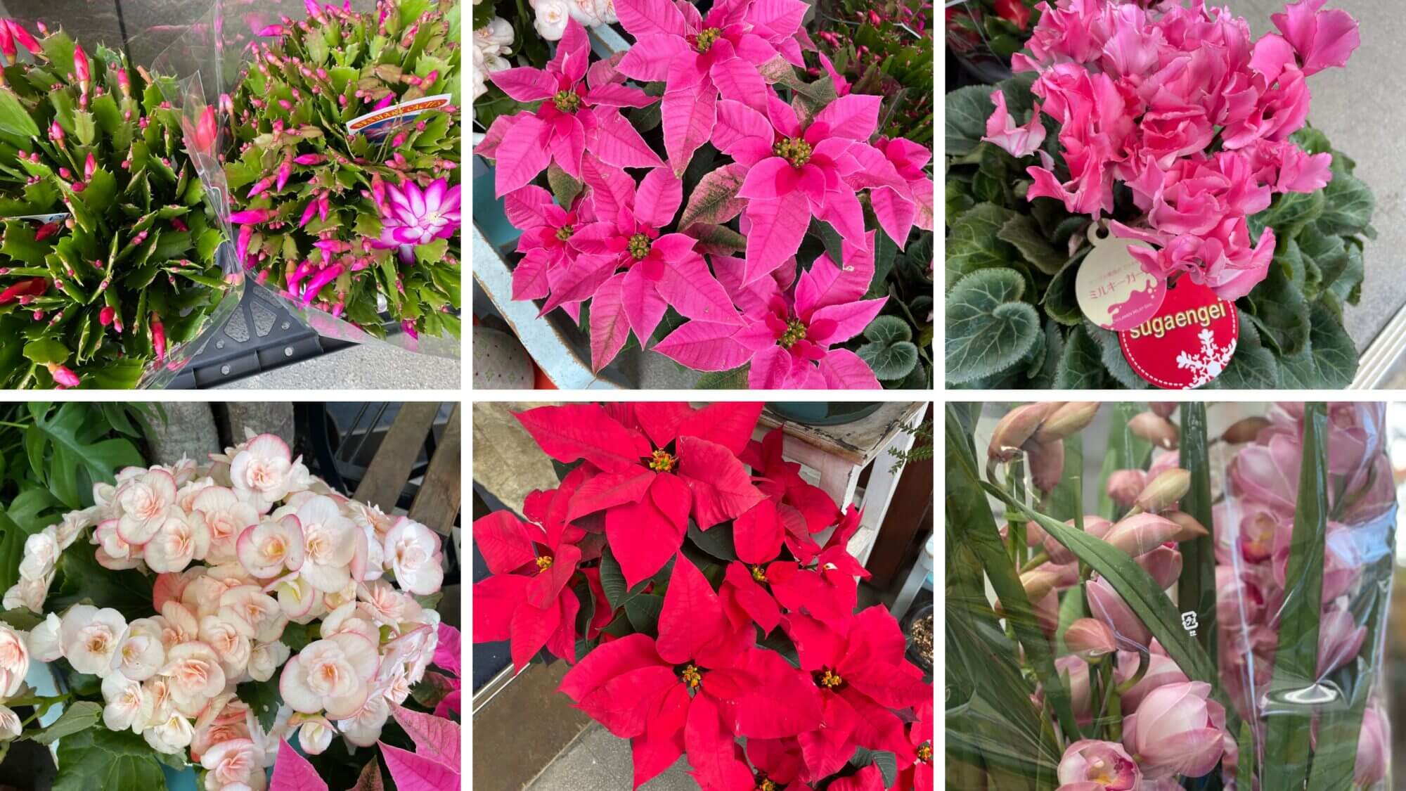 ポインセチア プリンセチア シャコバサボテン シンビジューム ベゴニア