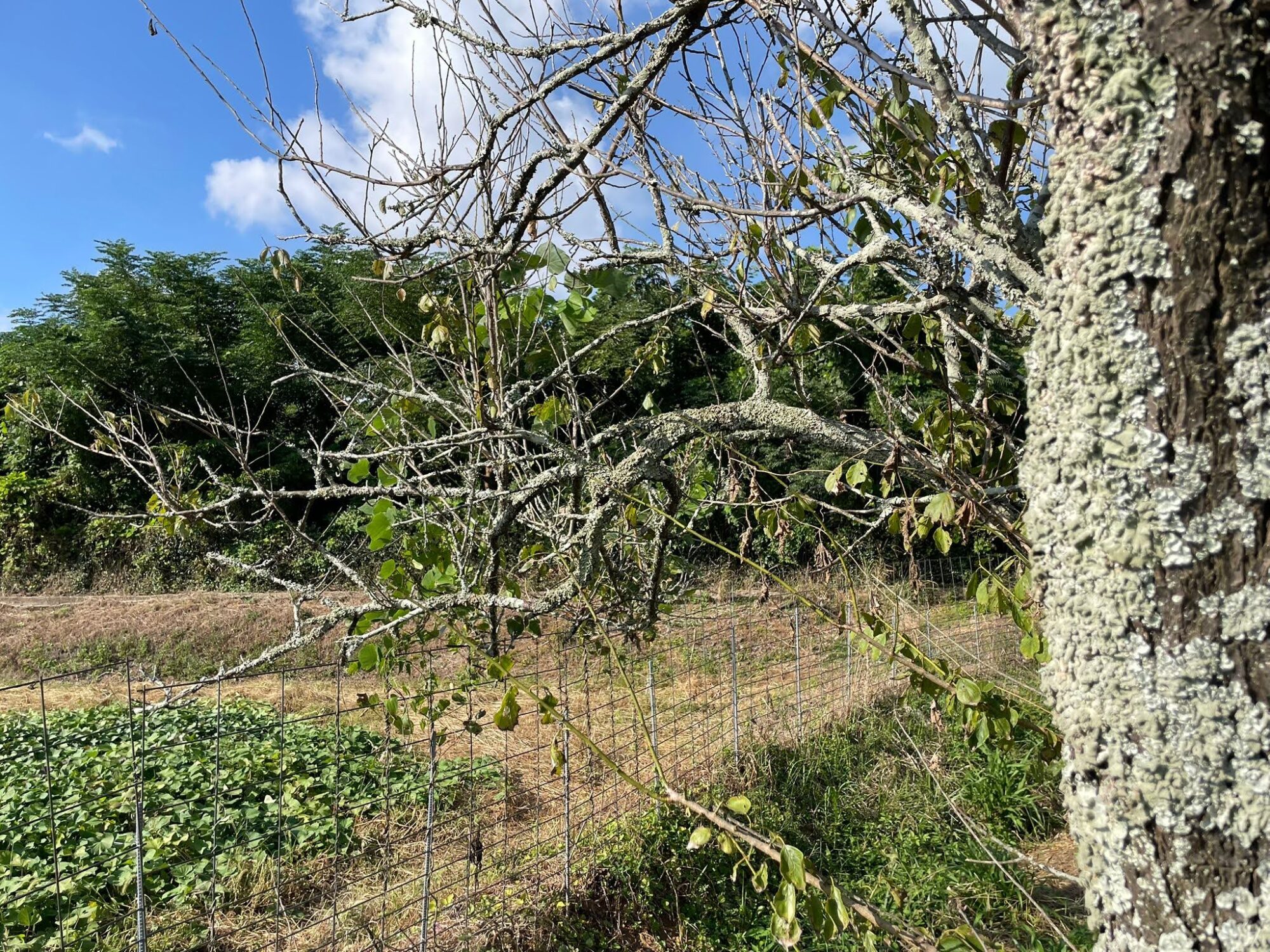 国民文化祭の花材