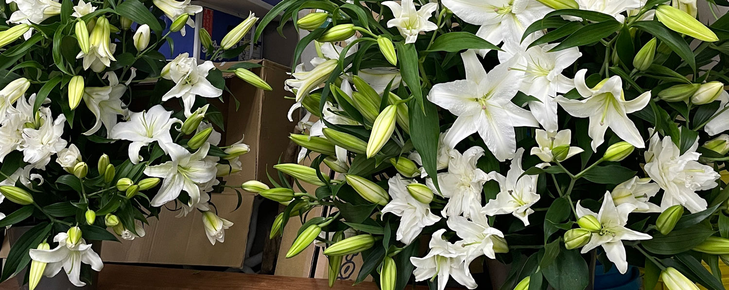お供え花　ユリ