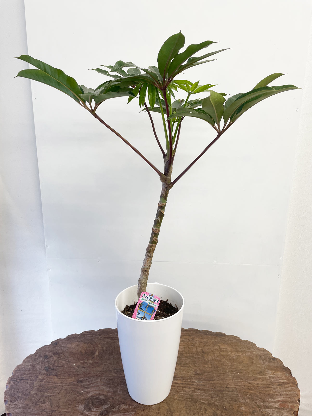 平戸市 花屋 観葉植物 中型 タナカヤ花店