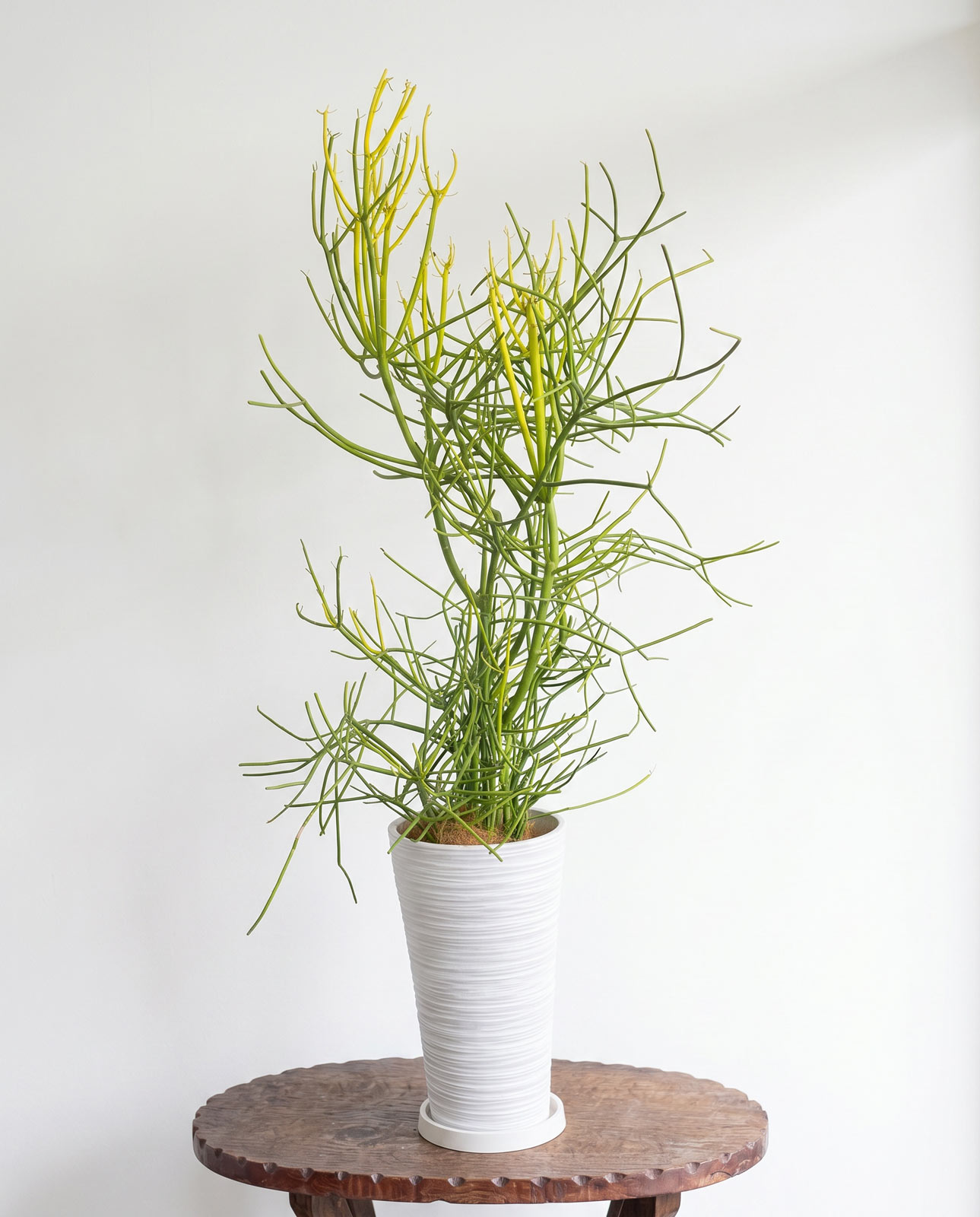 平戸市 花屋 観葉植物 中型 床置き タナカヤ花店