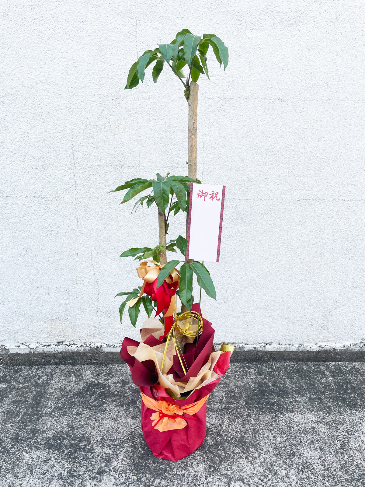 平戸市 花屋 観葉植物 ギフト ラッピング タナカヤ花店