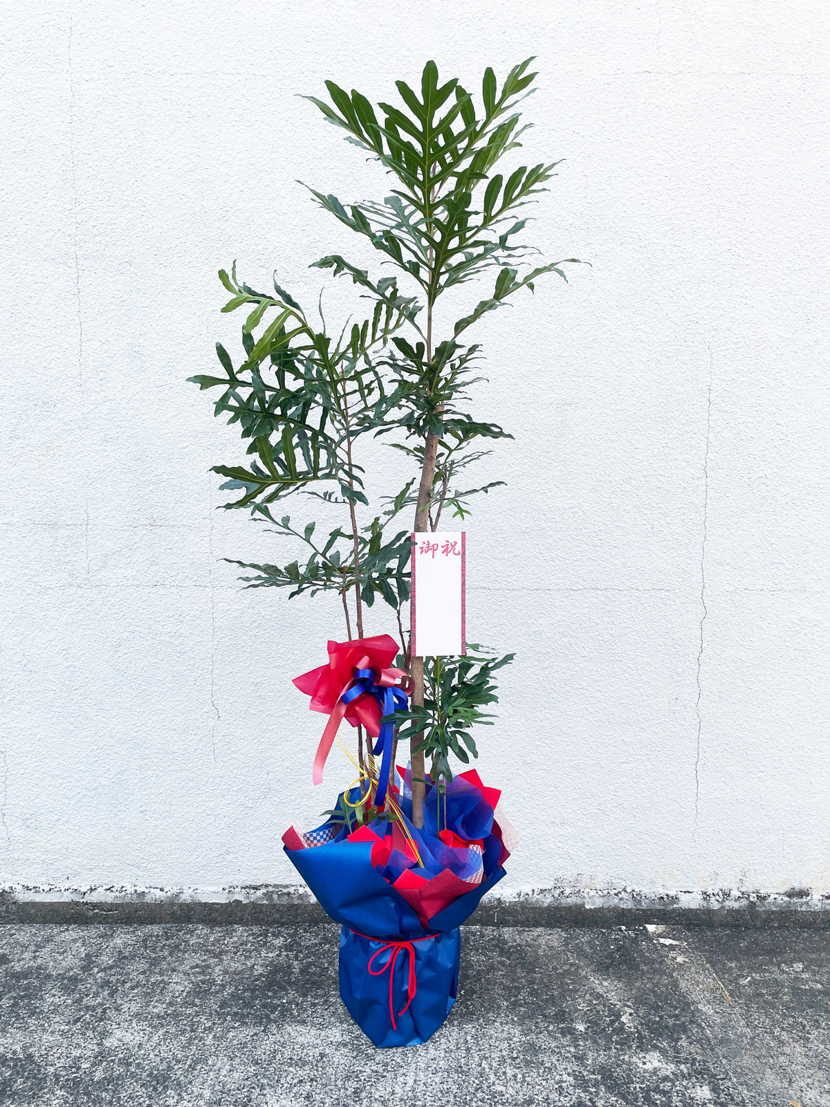 平戸市 花屋 観葉植物 開店祝いギフト タナカヤ花店