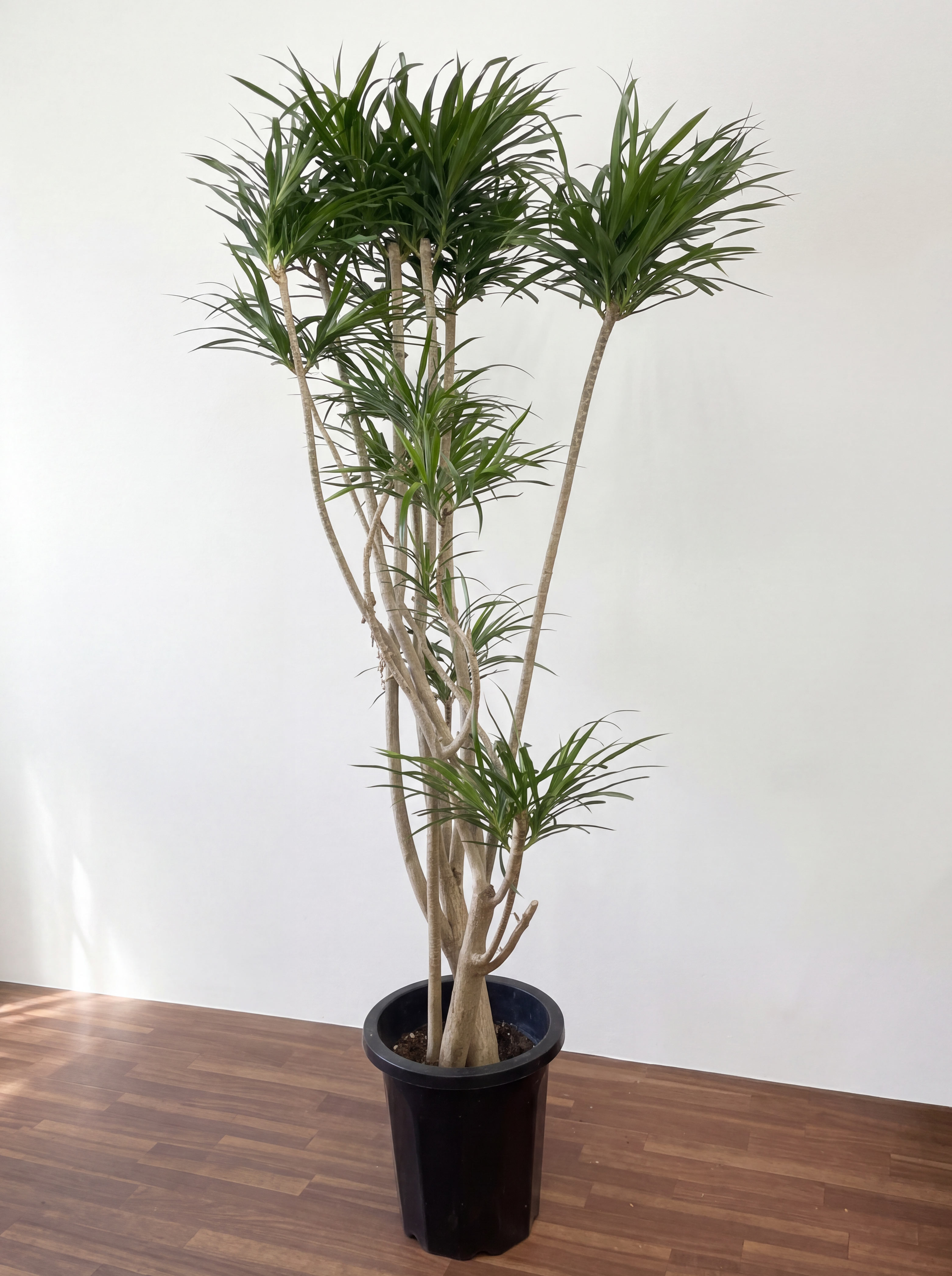 平戸市 花屋 観葉植物 大型 開店祝い タナカヤ花店