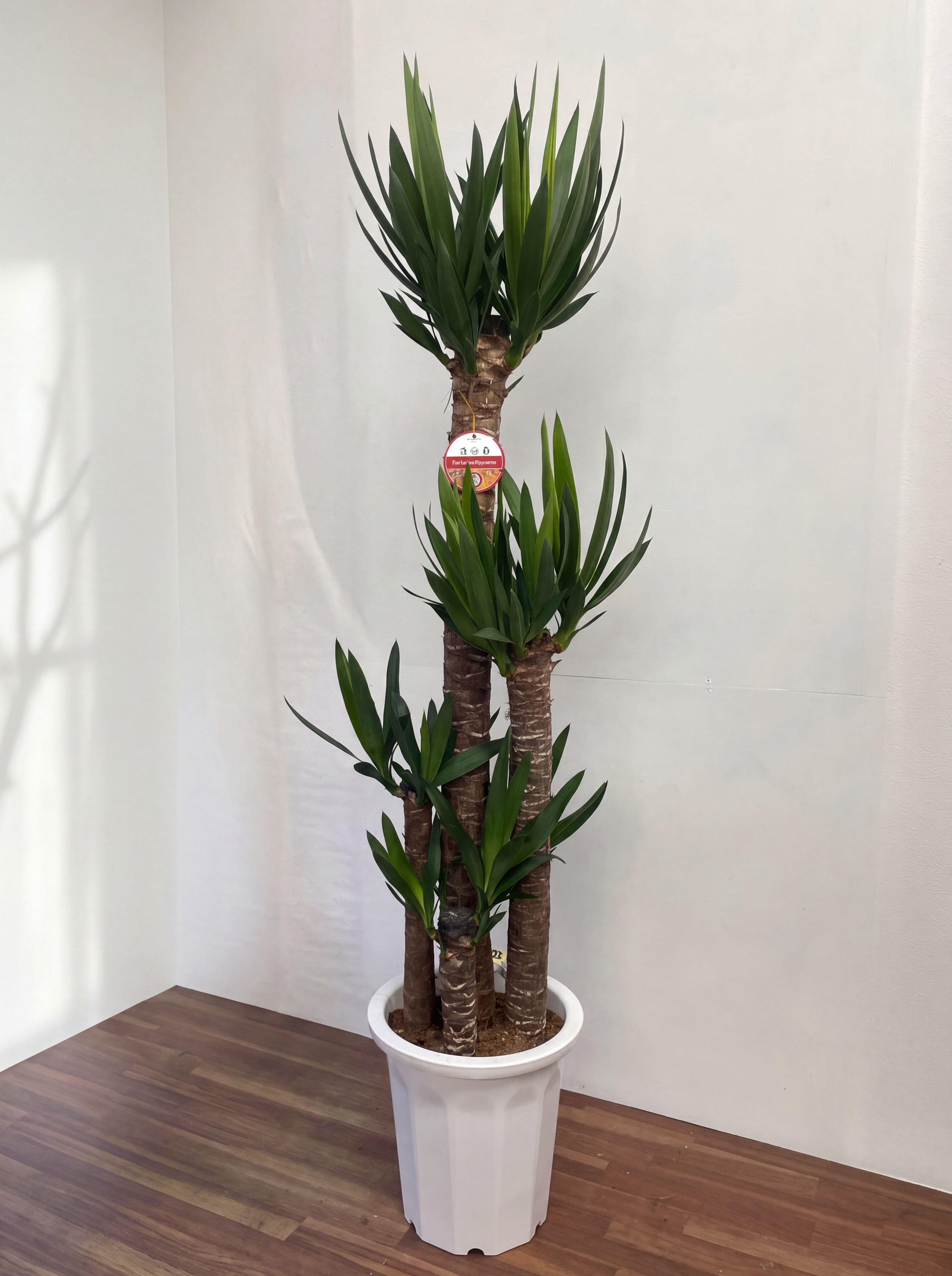 平戸市 花屋 観葉植物 大型 法人ギフト タナカヤ花店