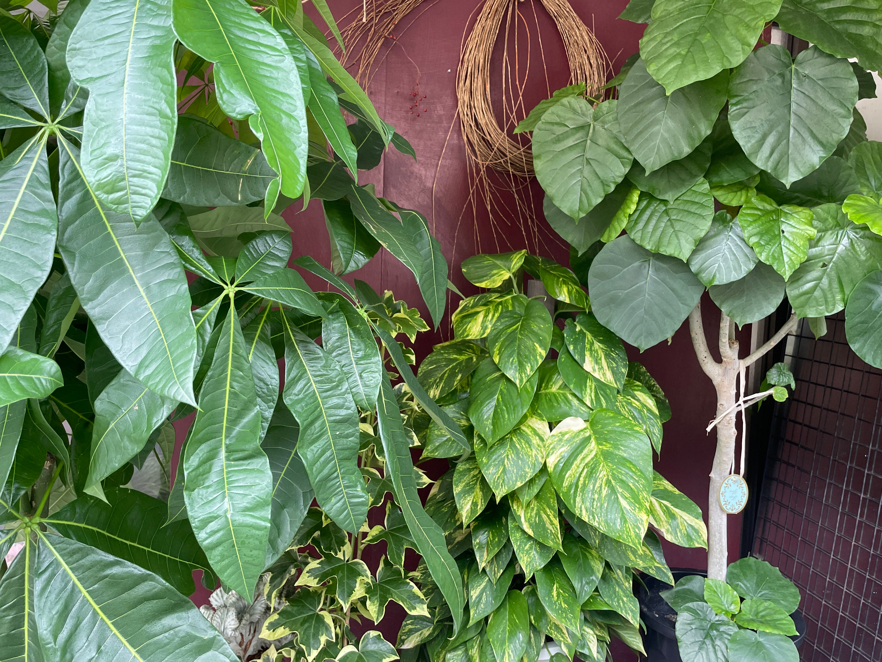 観葉植物｜平戸市・松浦市・佐世保近郊への配達｜タナカヤ花店