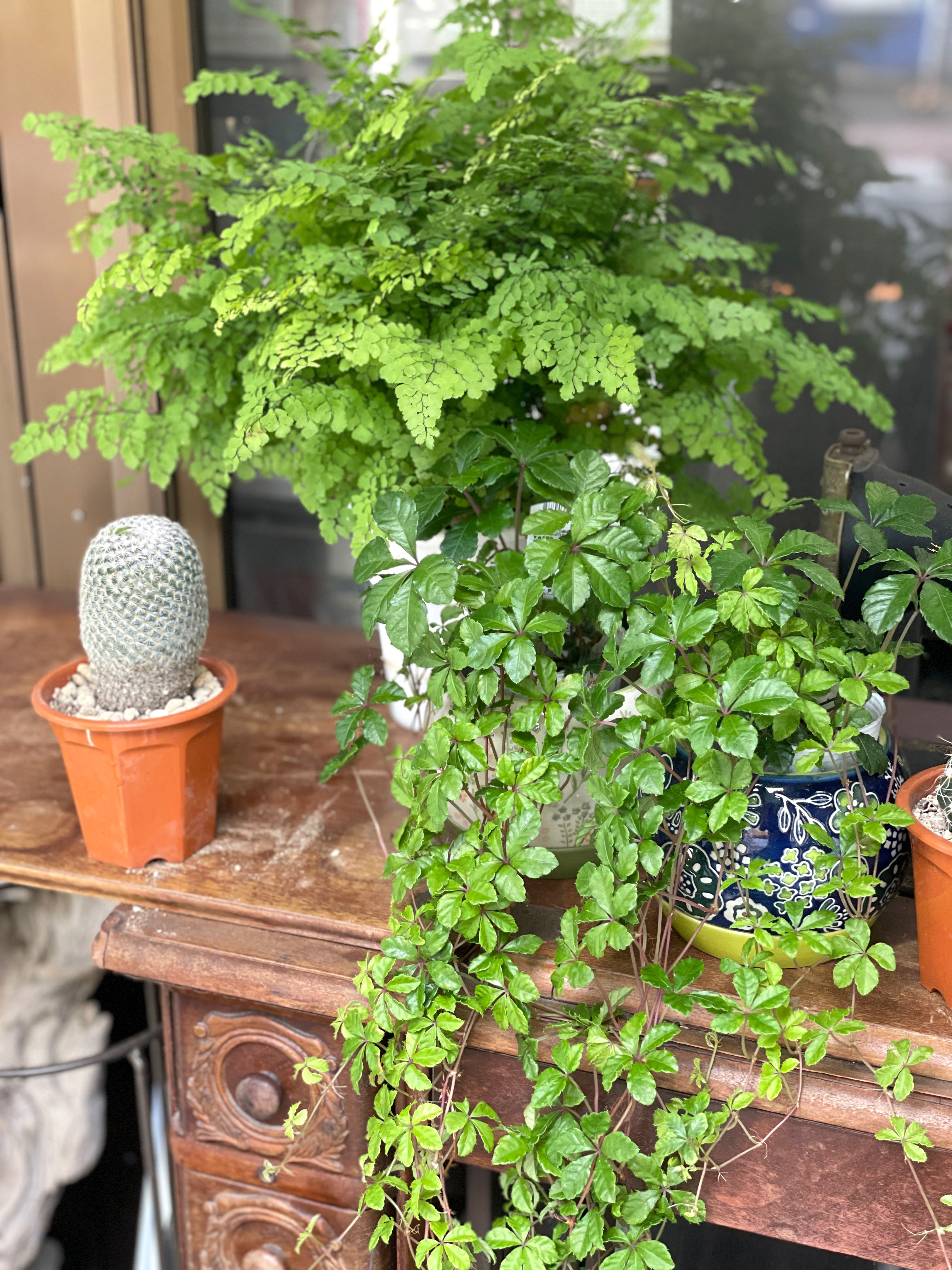 平戸市 花屋 観葉植物 卓上サイズ タナカヤ花店