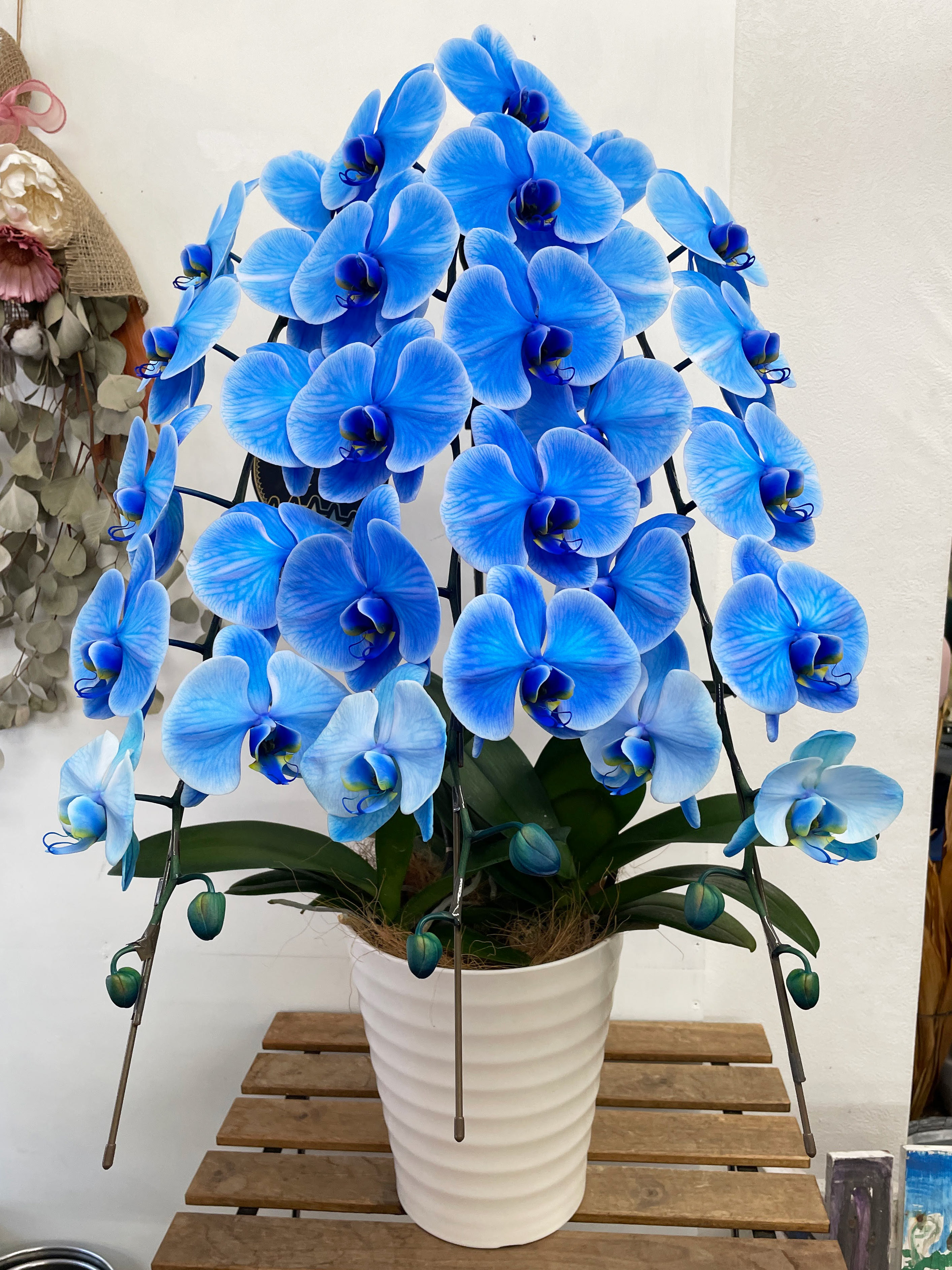 平戸市 花屋 胡蝶蘭 青 特殊色 タナカヤ花店